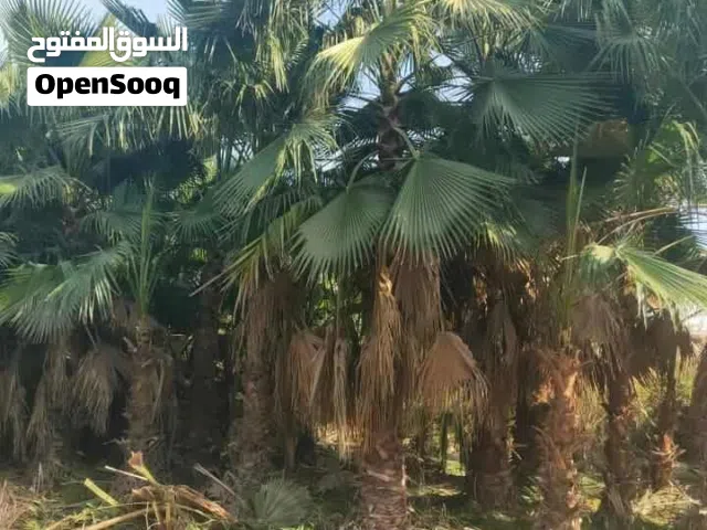 نخيل زينه  واشنطونيا