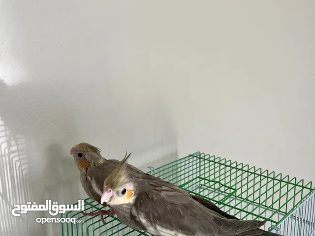للبيع فروخ كروان نهاية غر