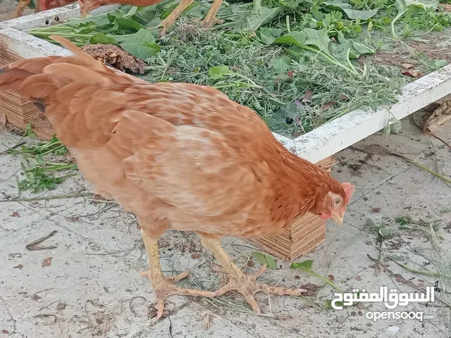 دجاج الكولومبي الاحمر الكبير
