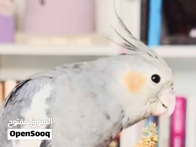 ببغاء كوكتيل او فيشر