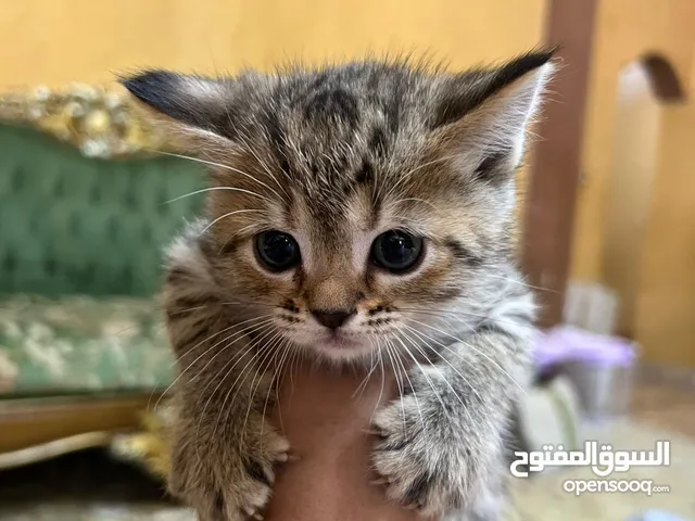 قطة صغيرة للتبني