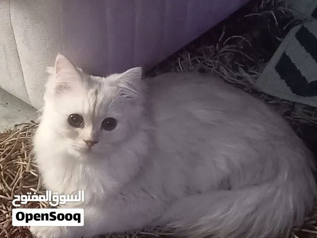 قط شيرازي إيراني  شنشيلا للبيع او التزاوج