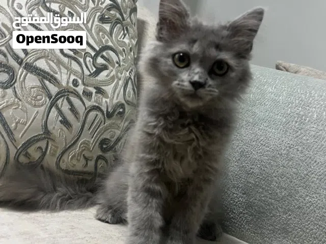 قطه للبيع 0