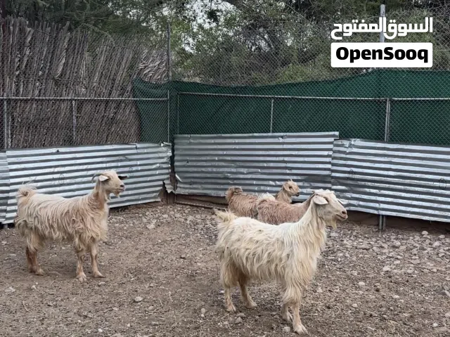 للبيع جدي و شواهات و سخله