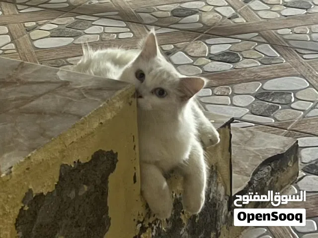 قطط ذكر وأنثى للبيع