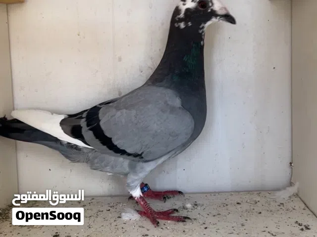 ازواج زواجل ريس مستوي ممتاز