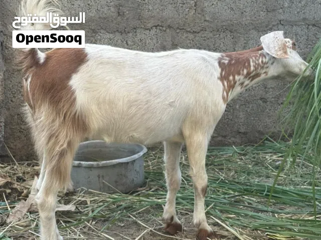 ماعزه عشار بكر للبيع