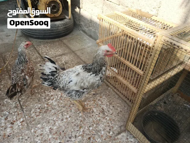 دجاج و كتاكيت للبيع للاستفسار راسل خاص و القفص وياهن