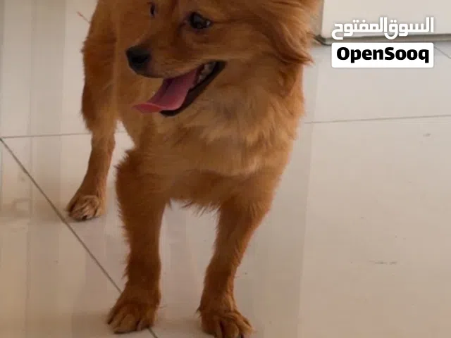 Female Pomeranian for sell nice and  friendly dog