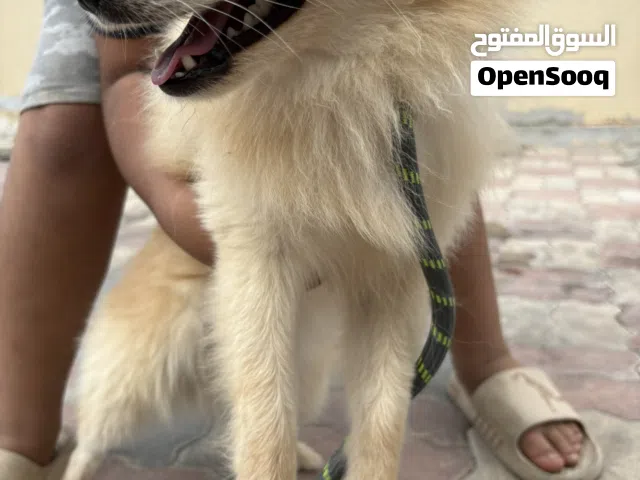 كلب بومرينيان