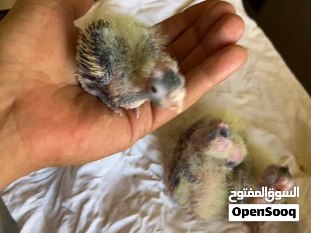فراخ كوكتيل للبيع