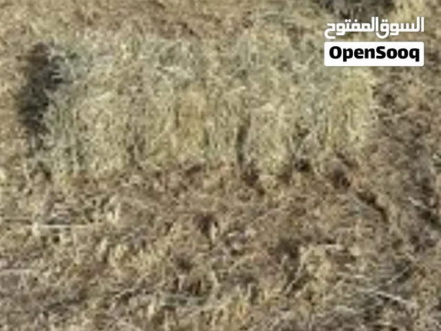 حشيشة للبيع
