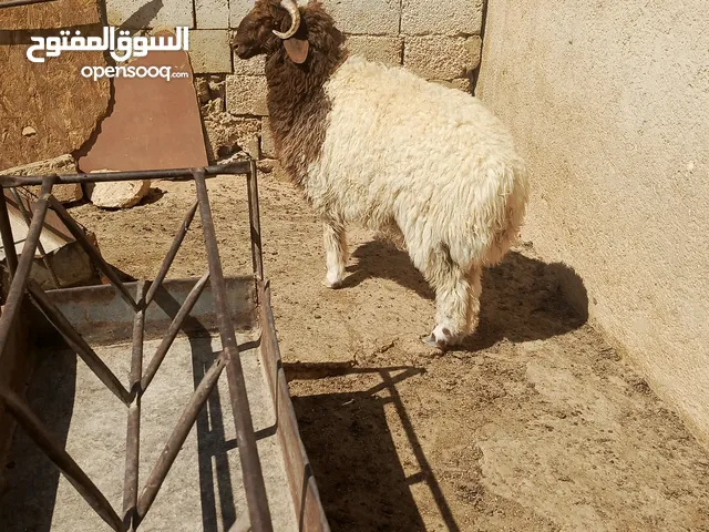 بسم الله ماشاء الله خروف بلدي وزنه 47قائم يصلح عقيقه نذر ذبيحه الله يبارك لراعي النصيب