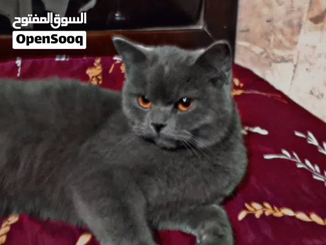 قطة سكوتش للبيع