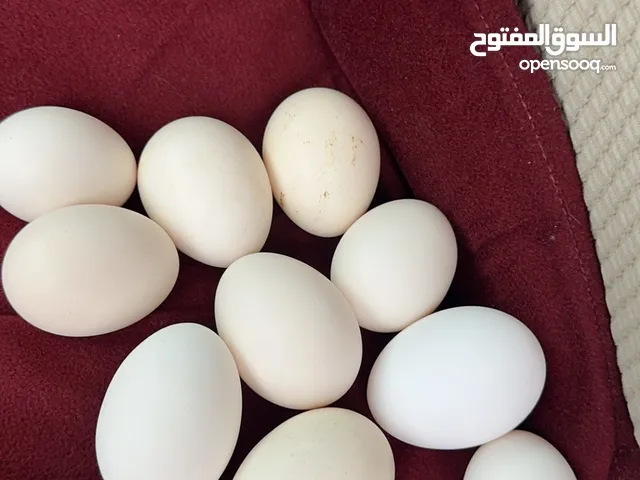 السلام عليكم للبيع بيض عربي انتاج يومي كل يوم طازج اسعار طيبه للتواصل :