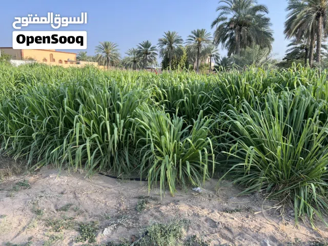 يتوفر لدينا افضل نوع بونكام و يتوفر لدينا لوبيا