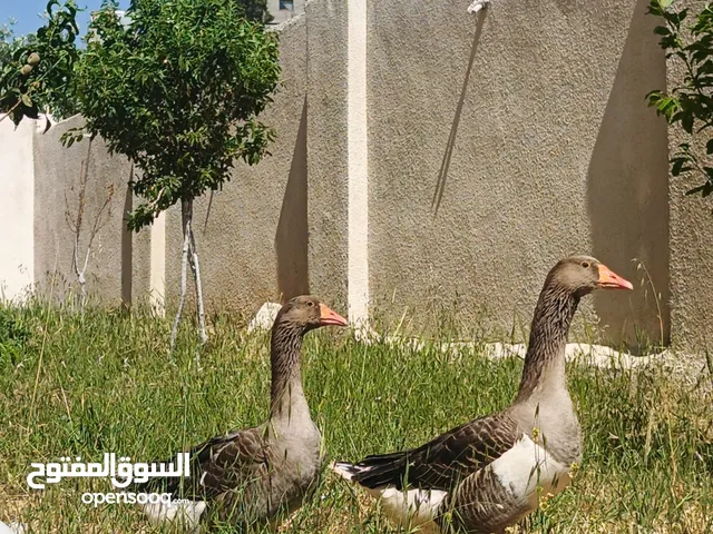 جوز وز حجم جامبو للبيع او للبدل على جاج بياض موجود في جرش