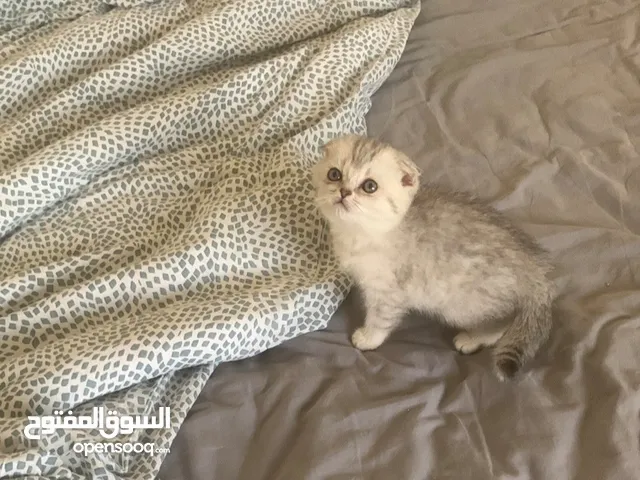 Scottish kitten