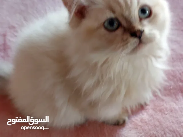 هملايا ذكر شهرين