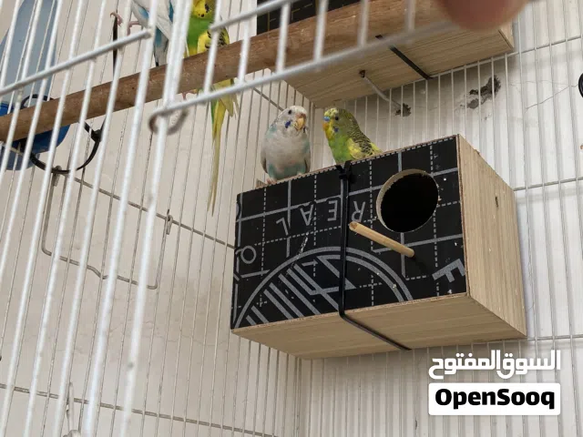 طيور حب مال بيت