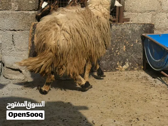كبش كبير انتاج او ذبح