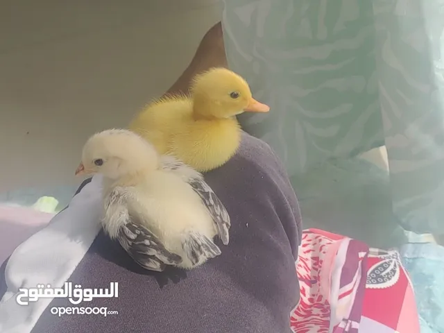 New born ducklings