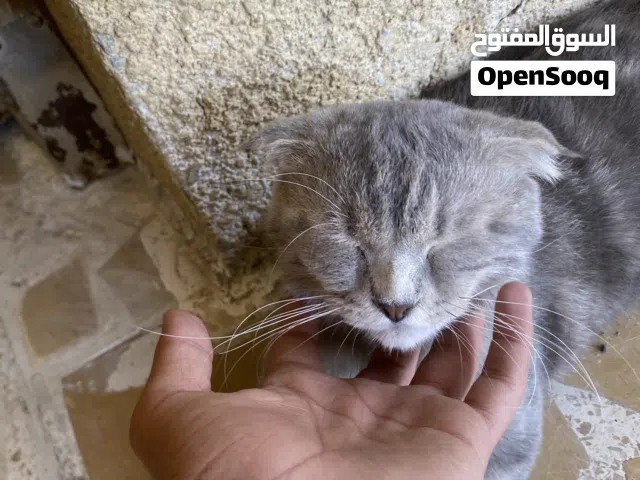 قط سكوتش فولد