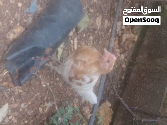 ديوك نخب للبيع.... مشكلات في بناديق  وبلدي ورزي ومطروح البيع بالحبة أو بالكوم