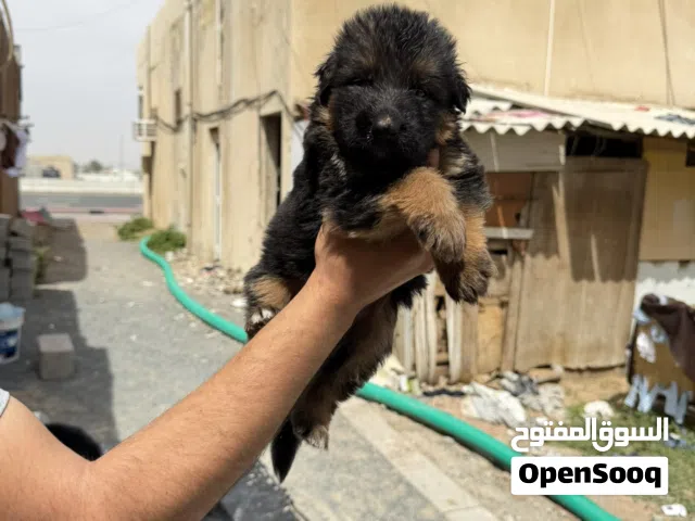 متاح جراوي جيرمن وبلاك جاك بيور في عمر الشهر