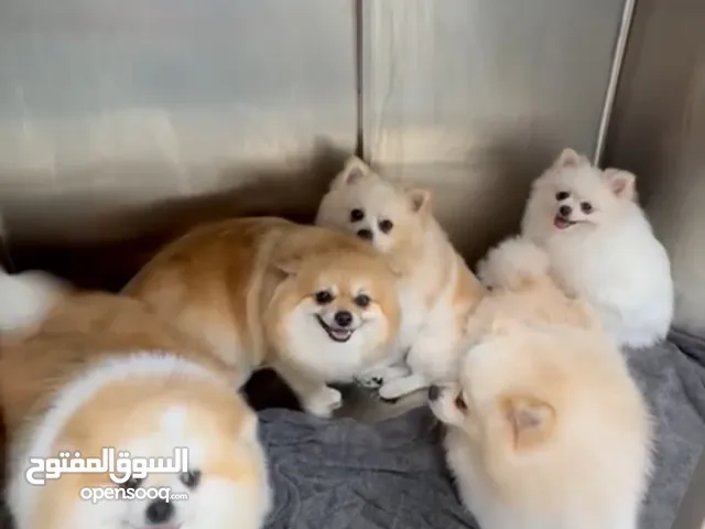 بومارينيان Pomaranians