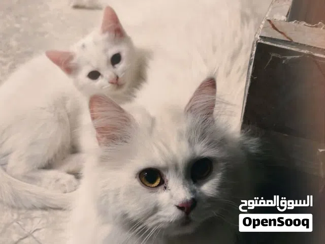 قطط الفيه للبيع
