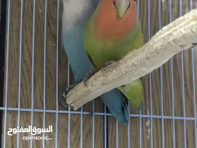 زوج طيور روز منتجين للبيع