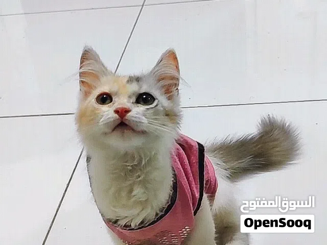 قطة انثى صغنونة شهرين ونص #للتبني بشرط سهل #عدن
