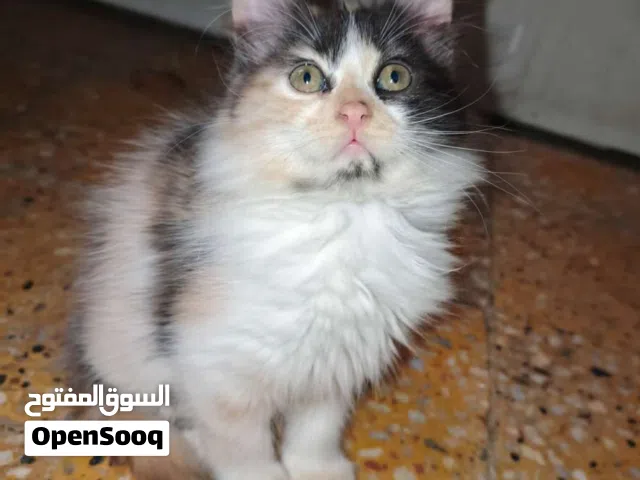 قطط شيرازيه للبيع Shirazi cats