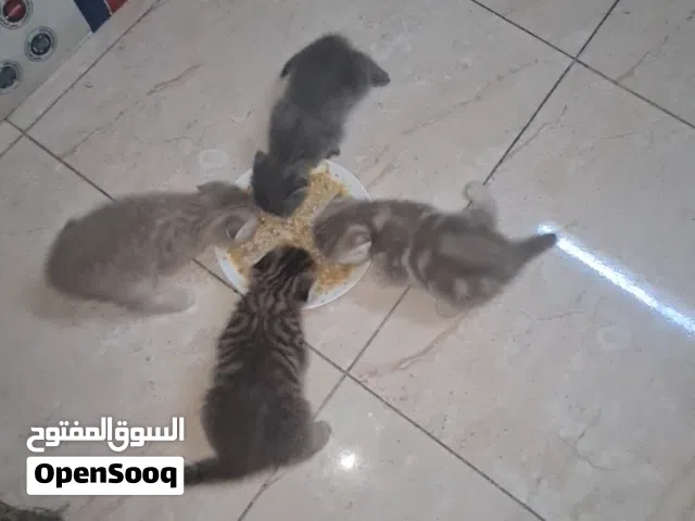قطط سكوتش دبل فولد kittens scottish double fold