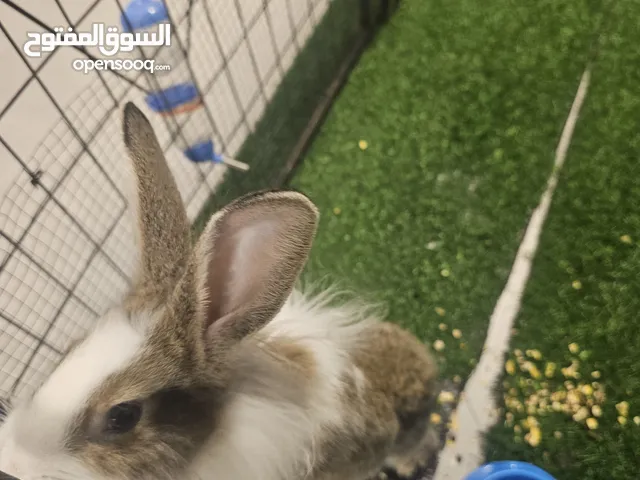 أرنب ذكر أليف جدا