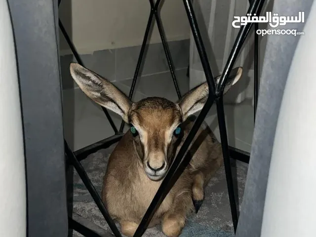غزال الدماني