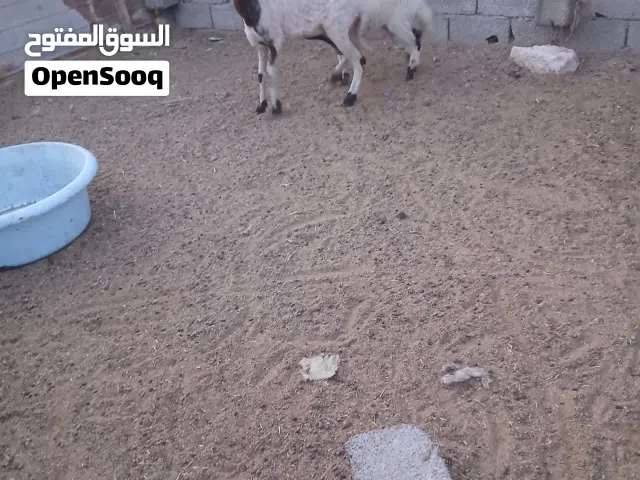 نعجة والده فطيمة عمر الفطيمه تلات شهور ونص سنه كيف خشت اول جمع