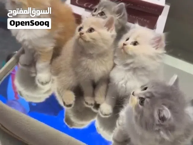 قطط لببيع نسكوتش 5 قطط