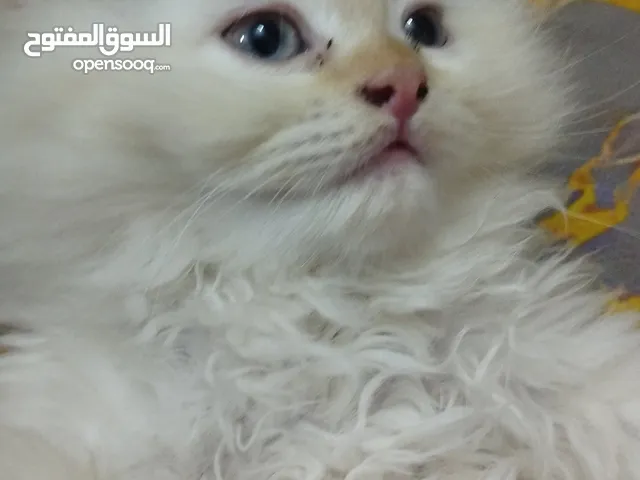 ثلاث قطط سعر الواحد 100