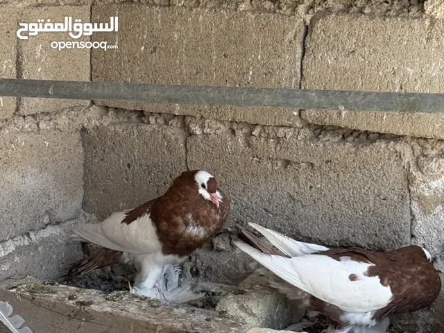 حمام نفاخ.