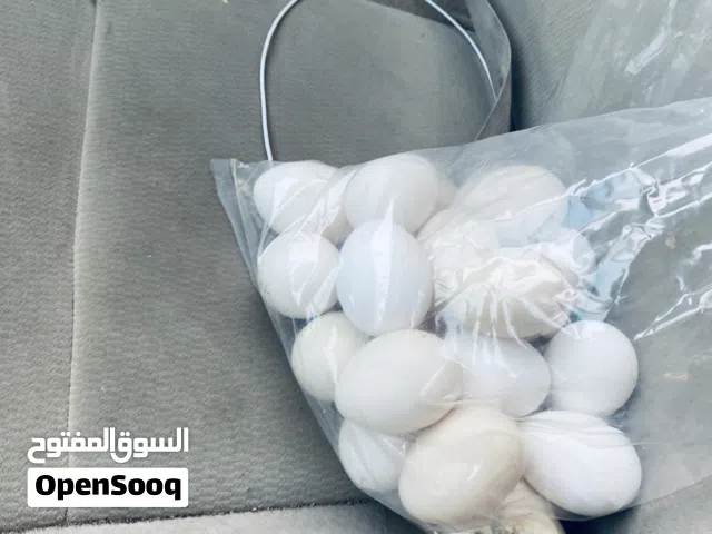 بيع بيض دجاج عربي