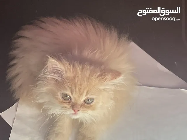 قط ذكر للتبني Male