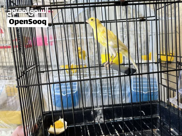 جوز كنار البيع الله يطرح البركة لأصحب نصيب
