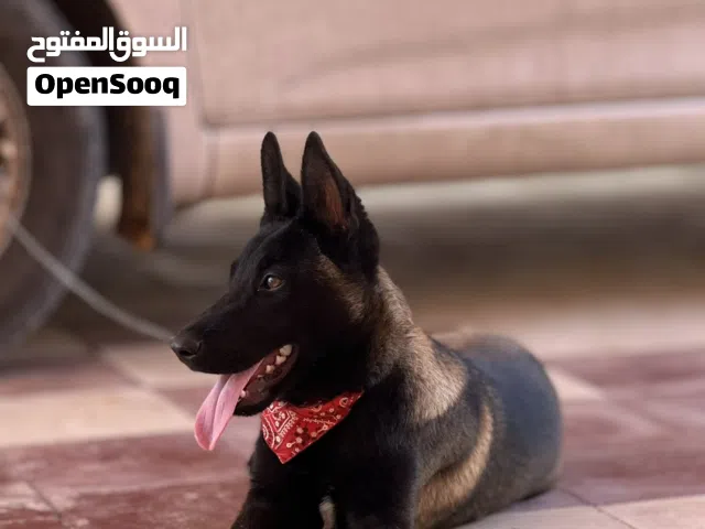 مالينوا حاجة منظمة