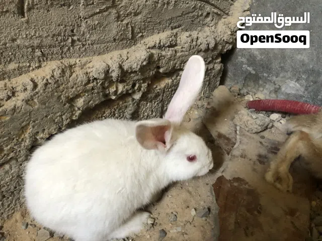 أرانب للبيع