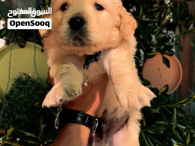 كلب جولدن عمرو 43اربعين يوم عضم عريض