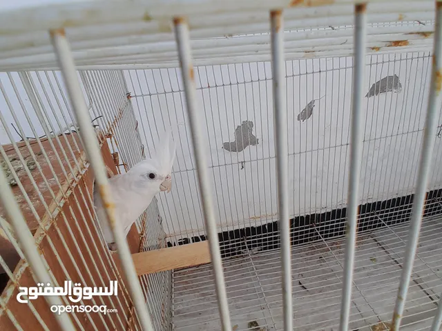 طيور كوكتيل للبيع