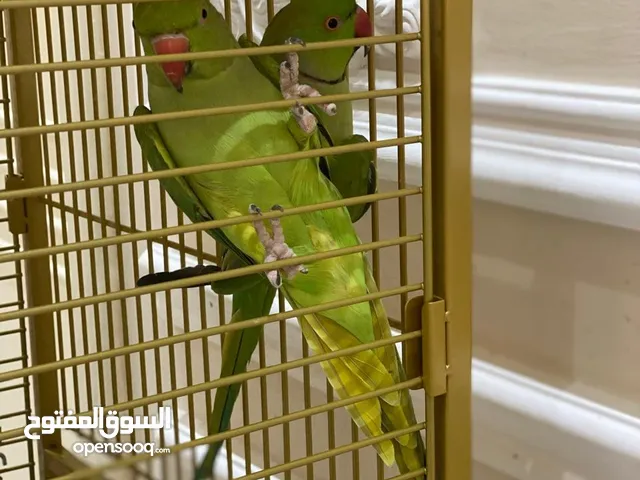 ببغاء الدرة الهندي