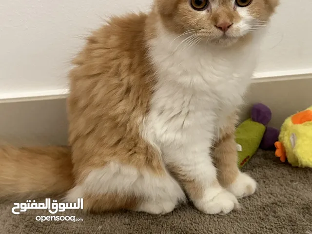 Very active and playfull